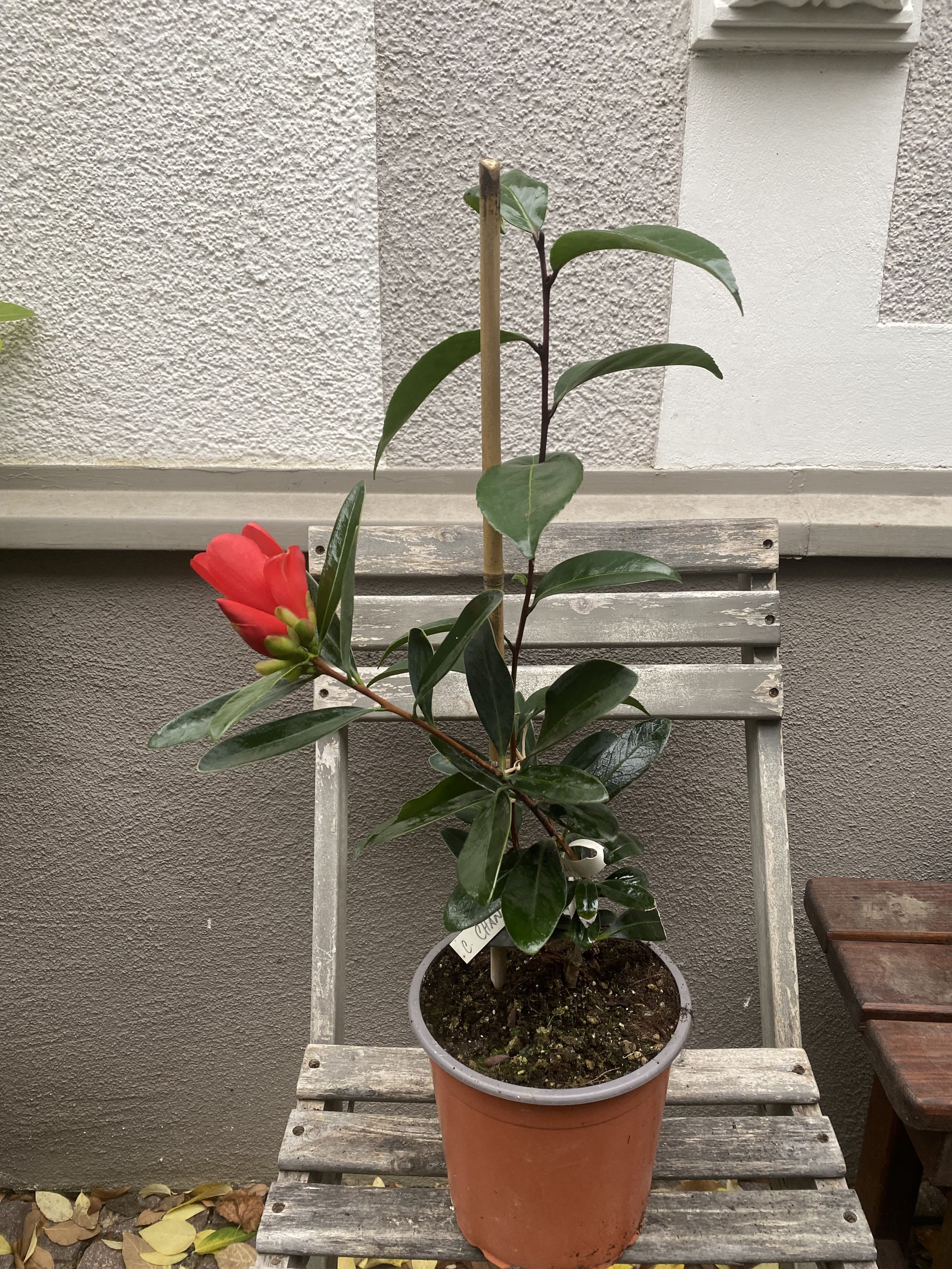 Camellia changii