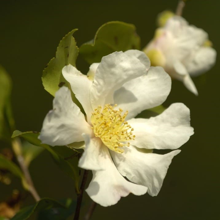 Camellia Cleopatra white