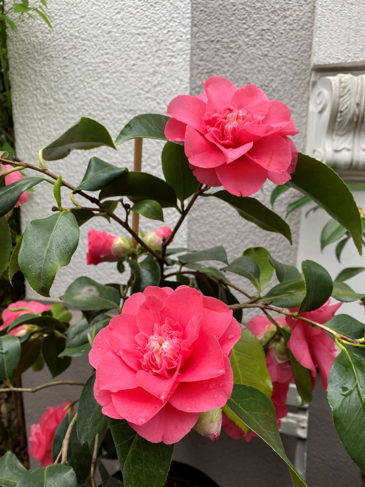 Camellia Elegans