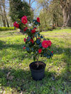 Camellia Fire &#39;n&#39; Ice
