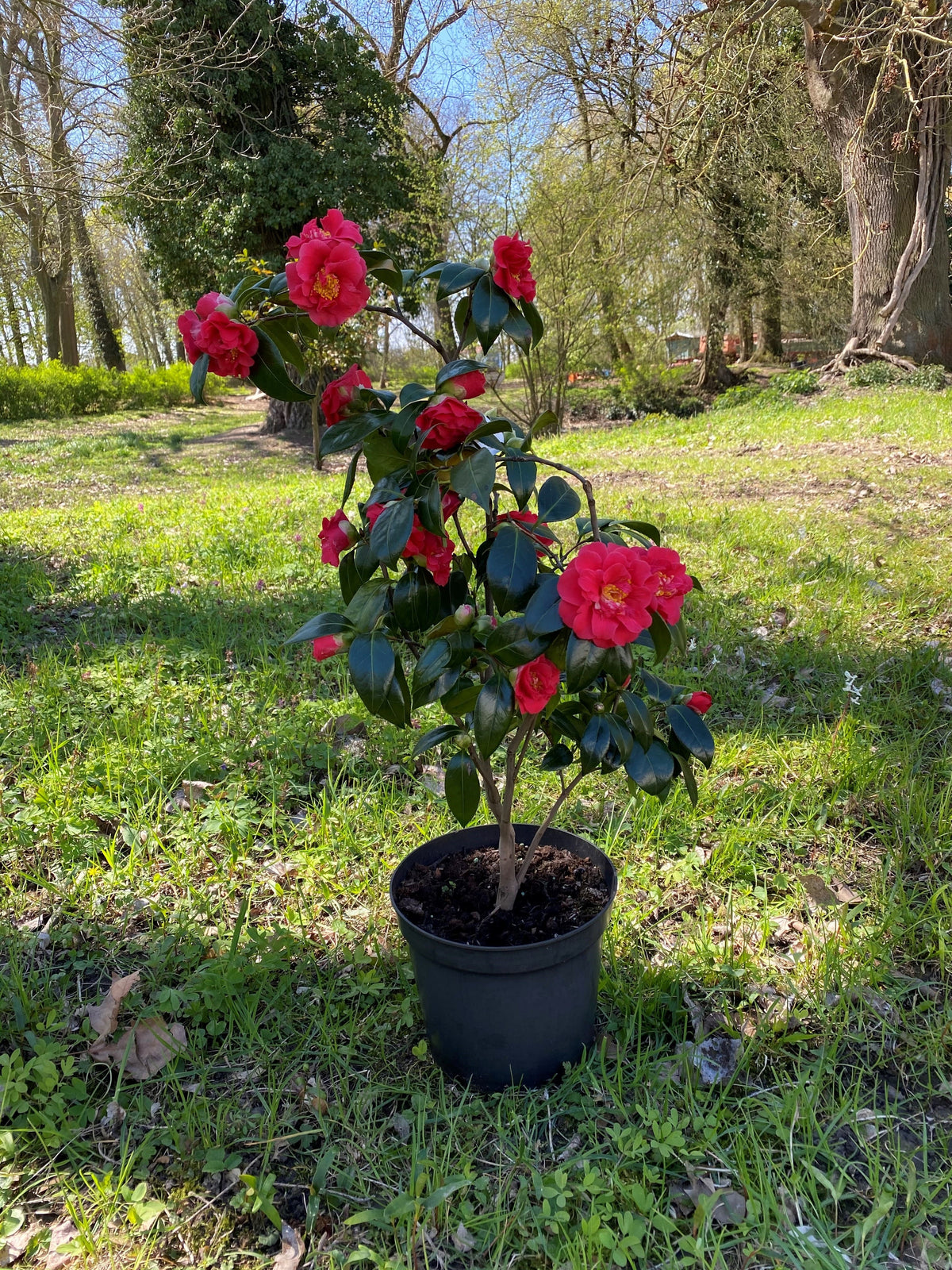 Camellia Fire &#39;n&#39; Ice
