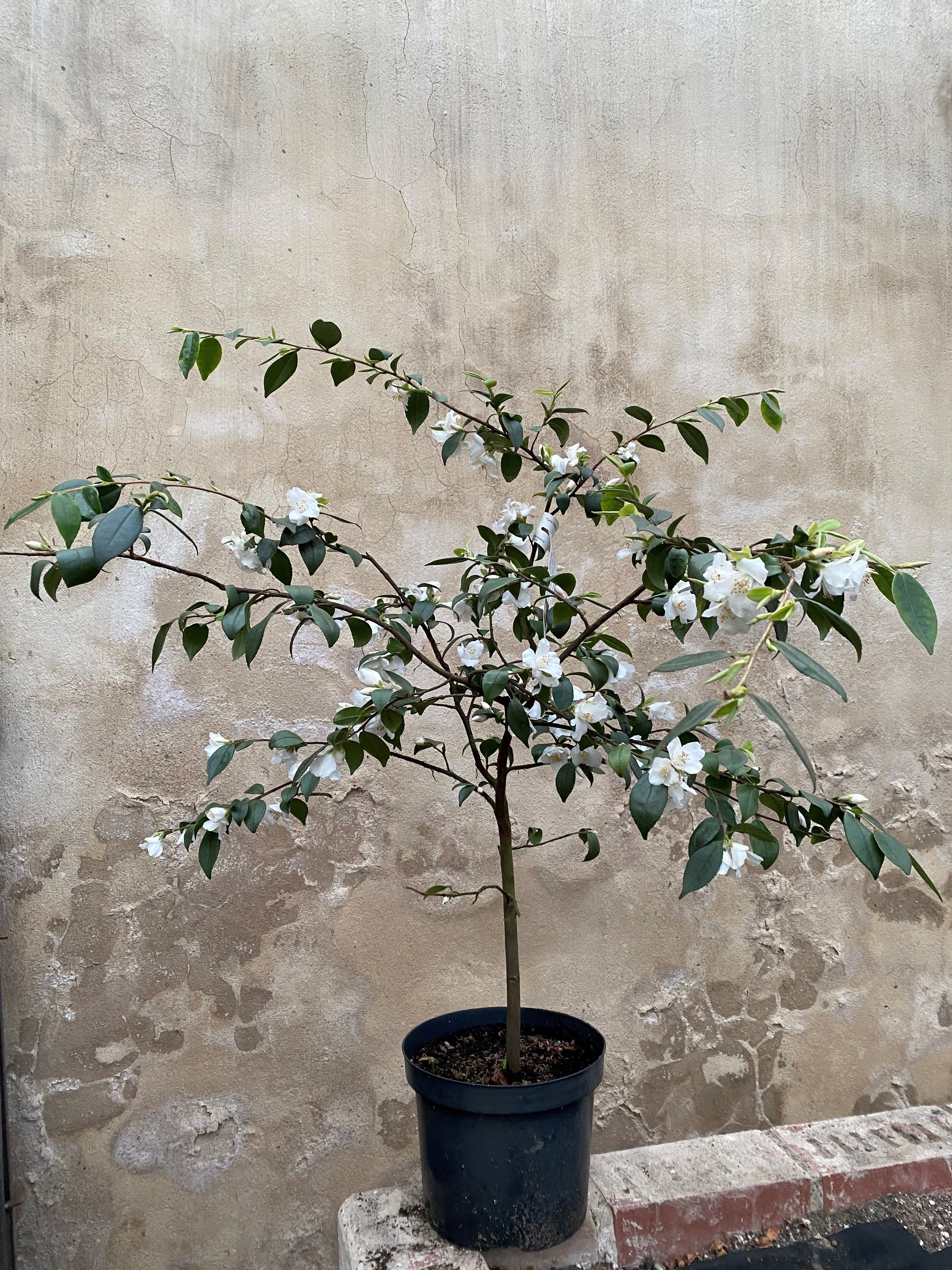 Camellia fraterna Wildform