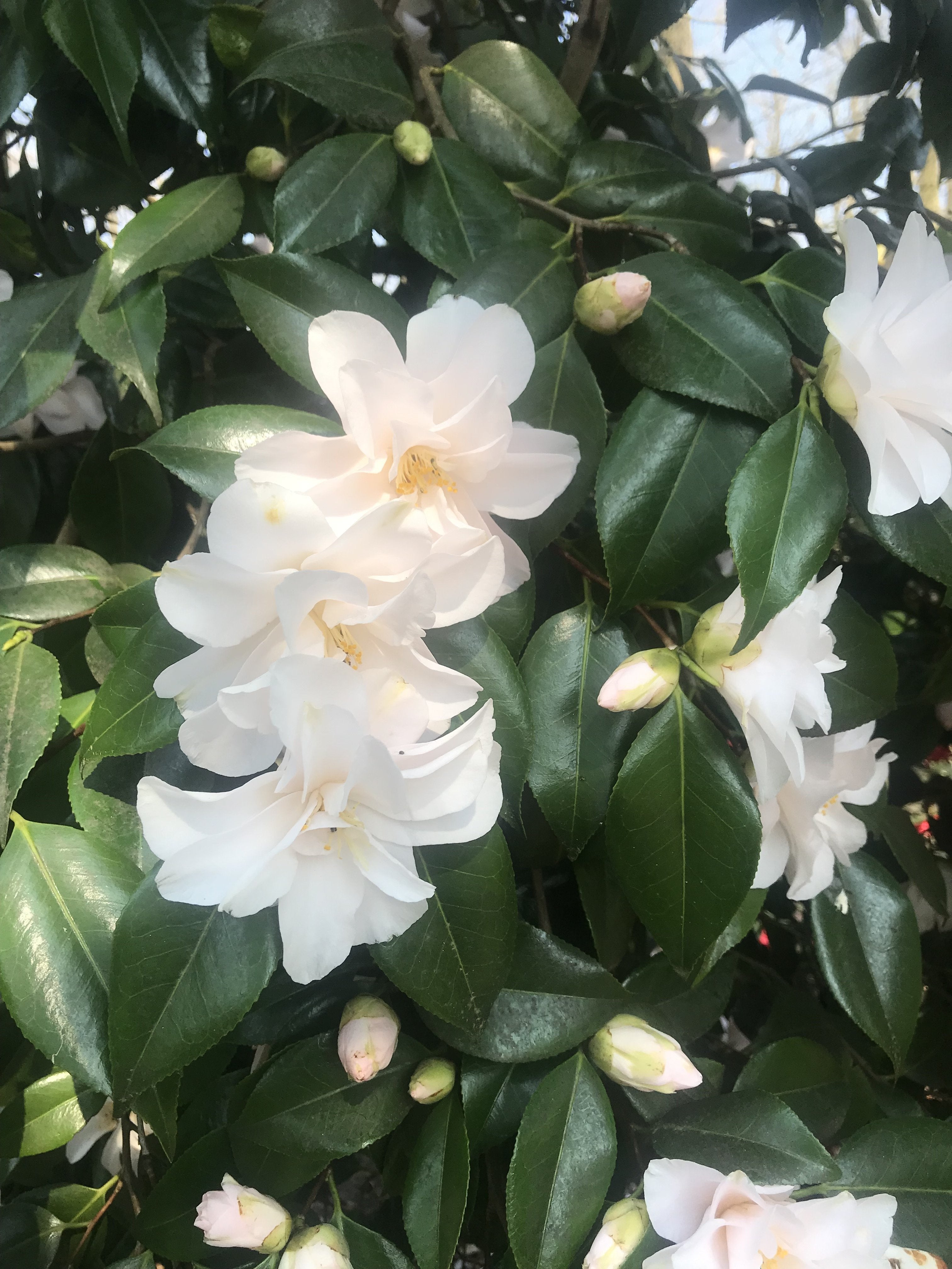 Camellia Hagoromo - Mein-Kameliengarten.de