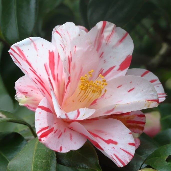Camellia Haru-no-utena