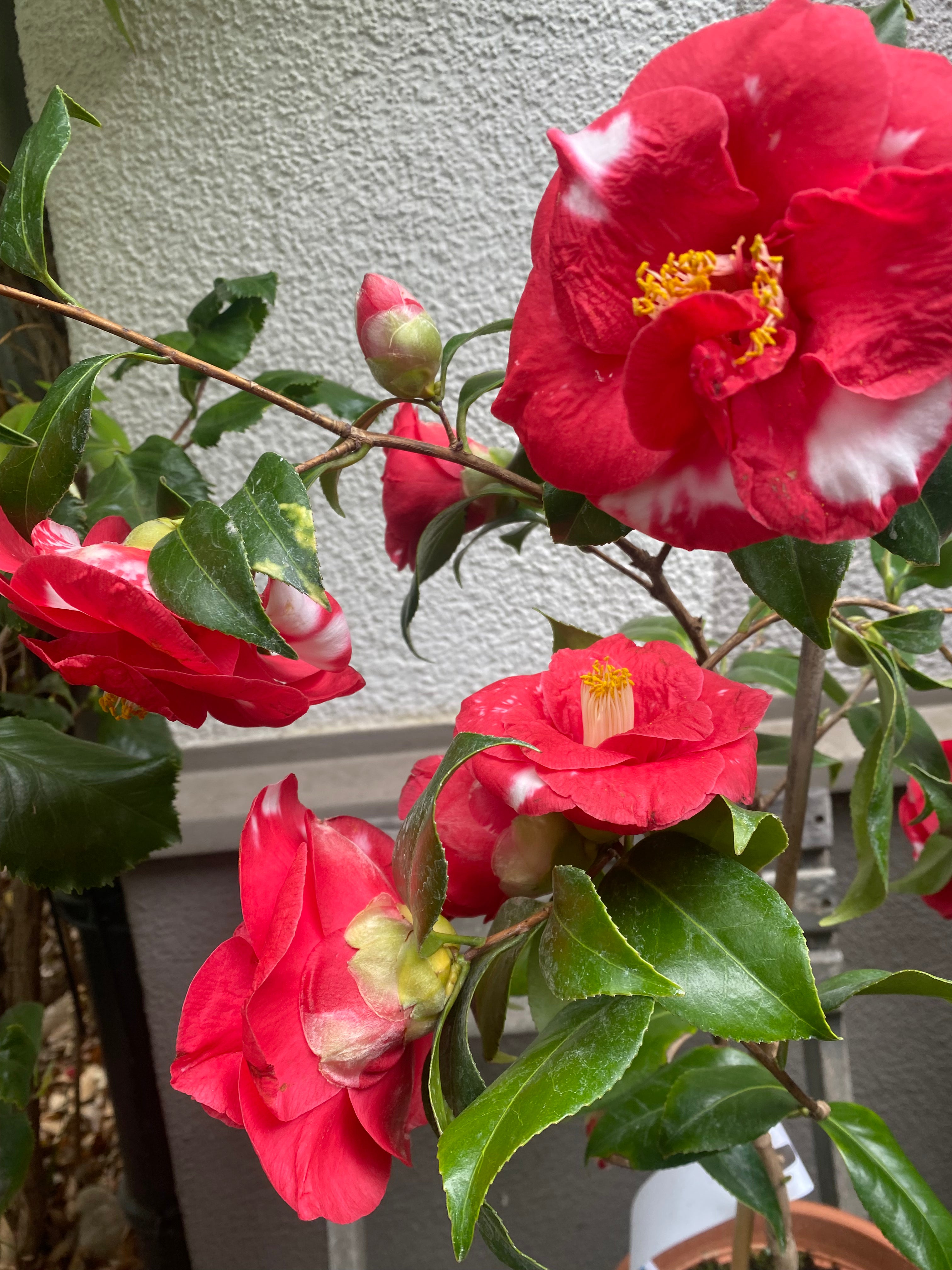 Camellia Adolphe Audusson Variegated