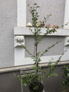 Camellia transnokoensis Wildform