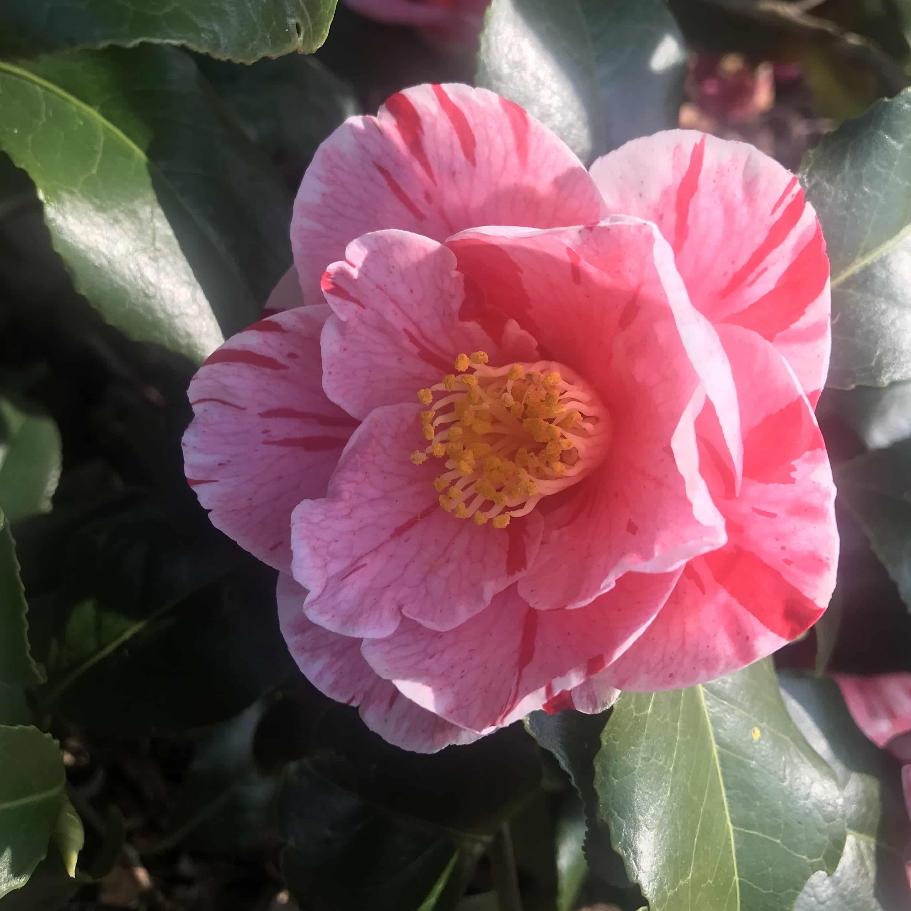 Camellia Tricolor - Mein-Kameliengarten.de