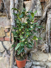 Camellia Yours Truly